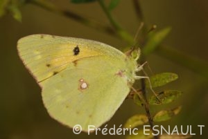 Papillon de la Réserve Naturelle Régionale du Grand-Voyeux