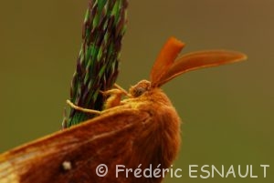 Le Bombyx du chêne (Lasiocampa quercus)