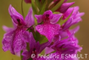 Orchidée (Orchis scopulorum ?)