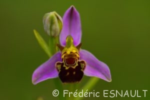L'Ophrys abeille (Ophrys apifera)