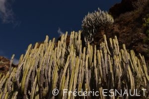 Cactus (Euphorbia canariensis)