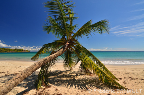 Cocotier (Cocos nucifera) su la plage de Grande Terre<br /> La Trace des Caps<br /> Île de la Martinique