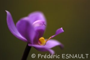 Orchidée (Spathoglottis plicata)