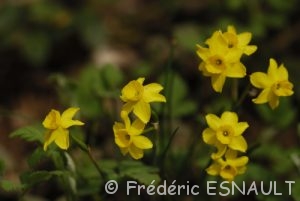 Le Narcisse d'Asso (Narcissus assoanus)